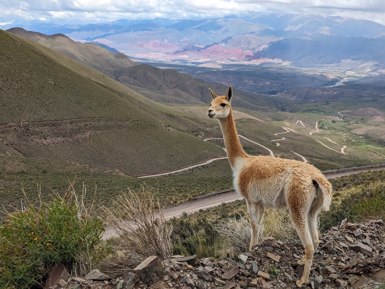 Animale di Vicuña (Lama vicugna) in Sud America in piedi sulla cima della collina nelle Ande