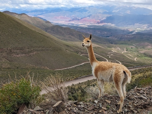 Vicuña animal (Lama vicugna) in South America standing on top of hill in Andes mountains