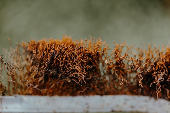 Close-up of a rusty metal hand brush