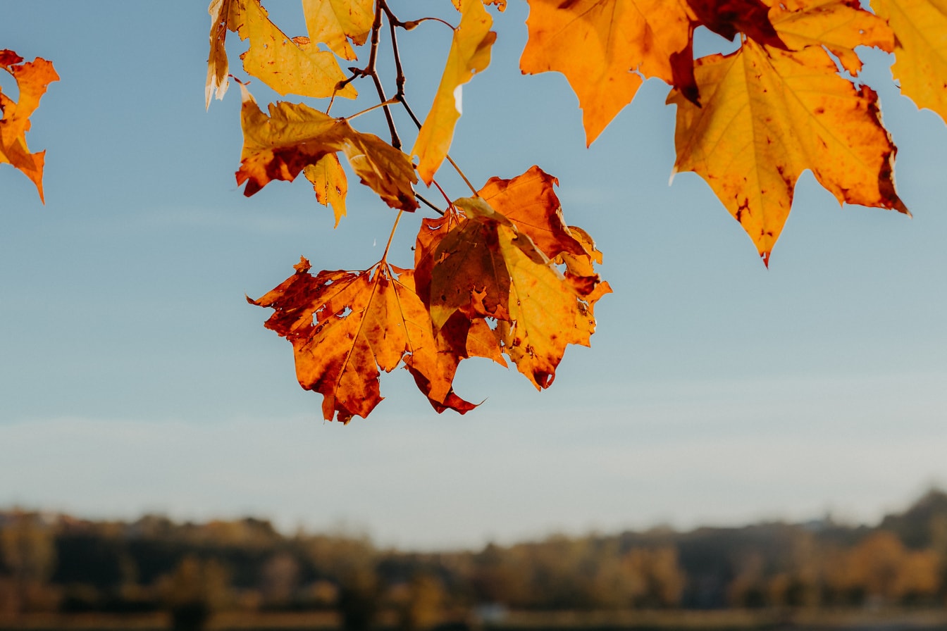 Осенние листья висят на ветвях с голубым небом в качестве обоев