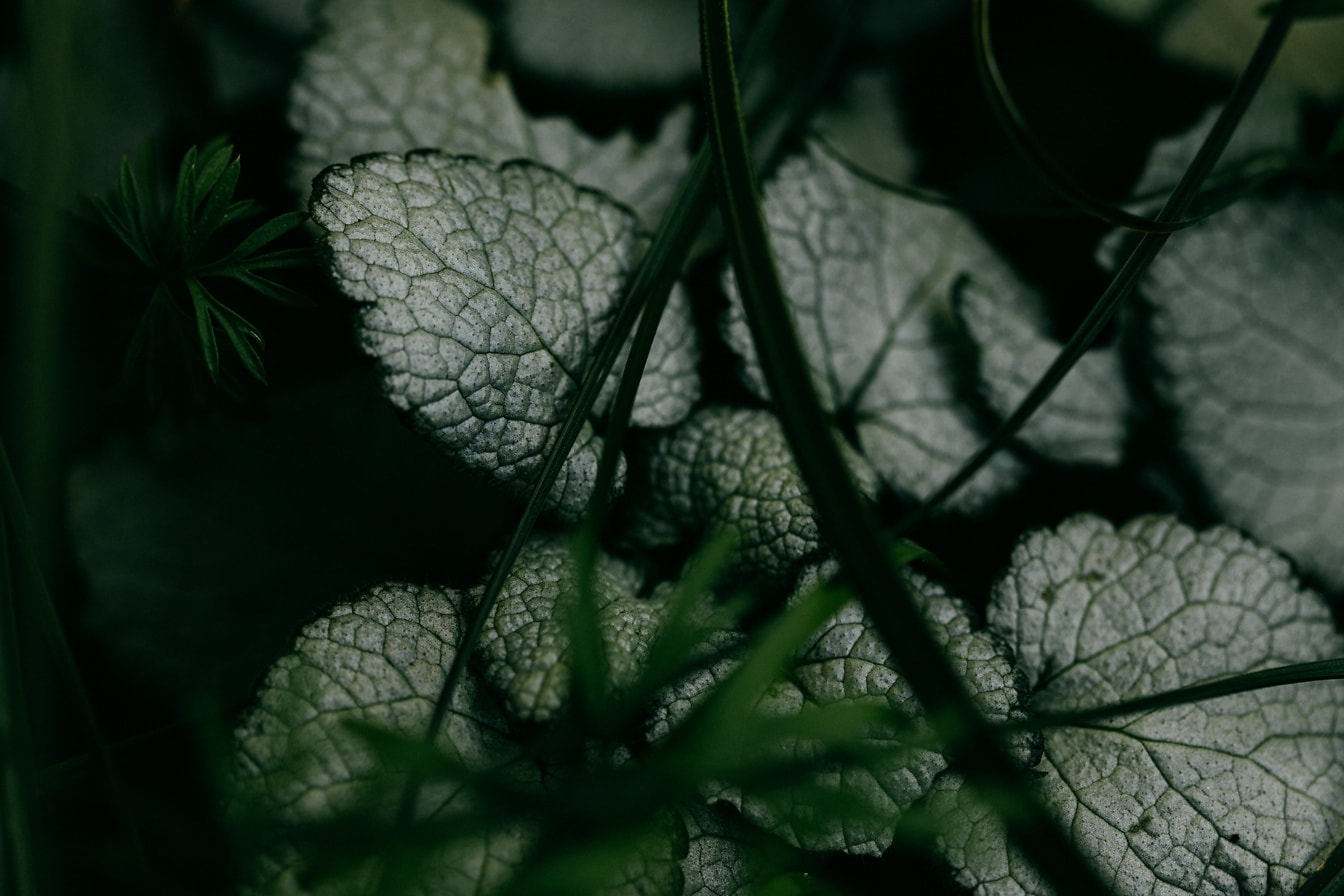 Растение с зелеными листьями в темной тени