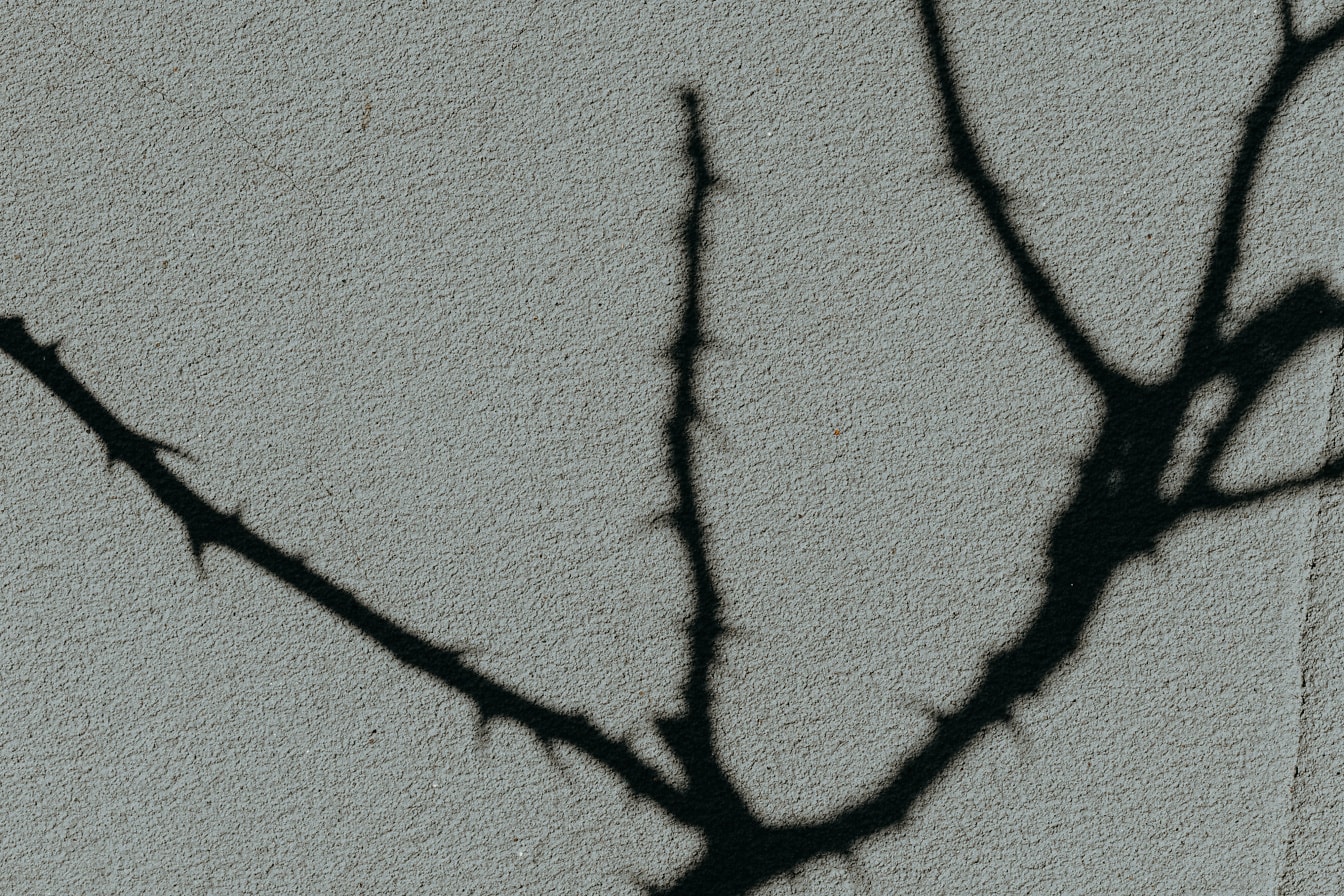 Black shadow of a branches with thorns on a light grey wall