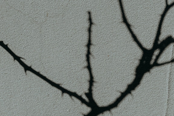 Black shadow of a branches with thorns on a light grey wall