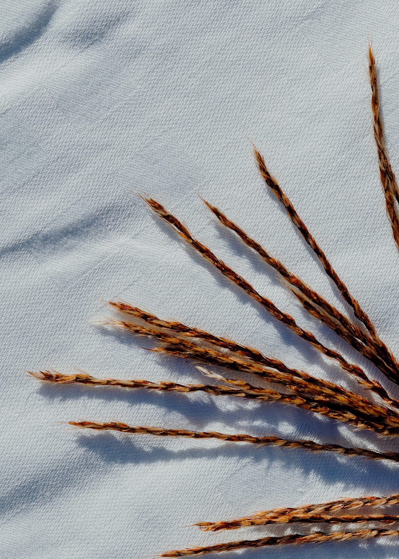 Steli d’erba marroni su tela di cotone bianca