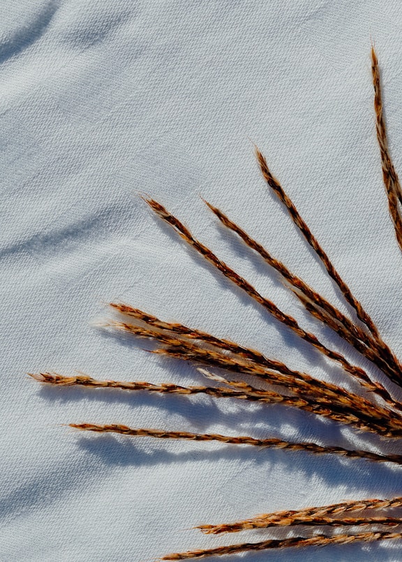 Brązowe łodygi trawy na białym bawełnianym płótnie