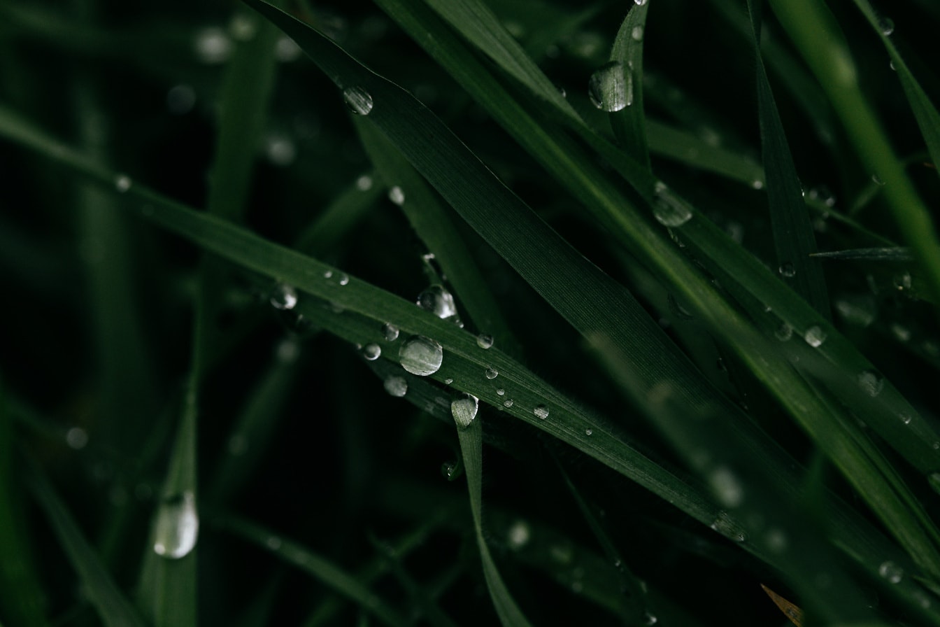 Kapky deště na vlhké tmavě zelené trávě