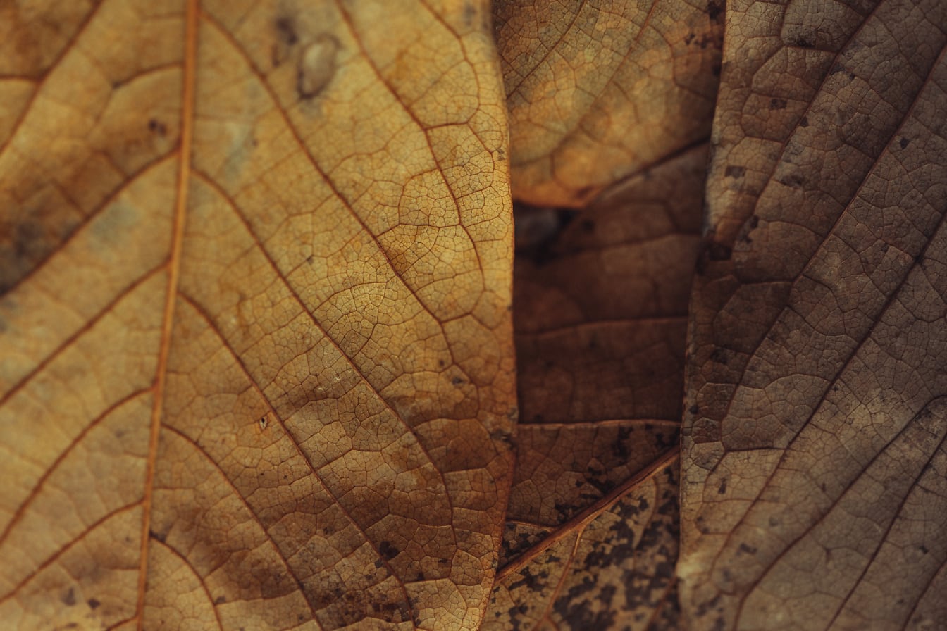 Zbliżenie na żyłki liścia suchych brązowych liści