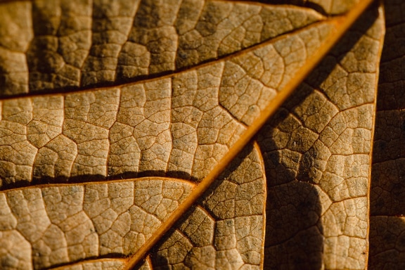 잎맥이 있는 건조한 갈색 잎 표면의 클로즈업 질감