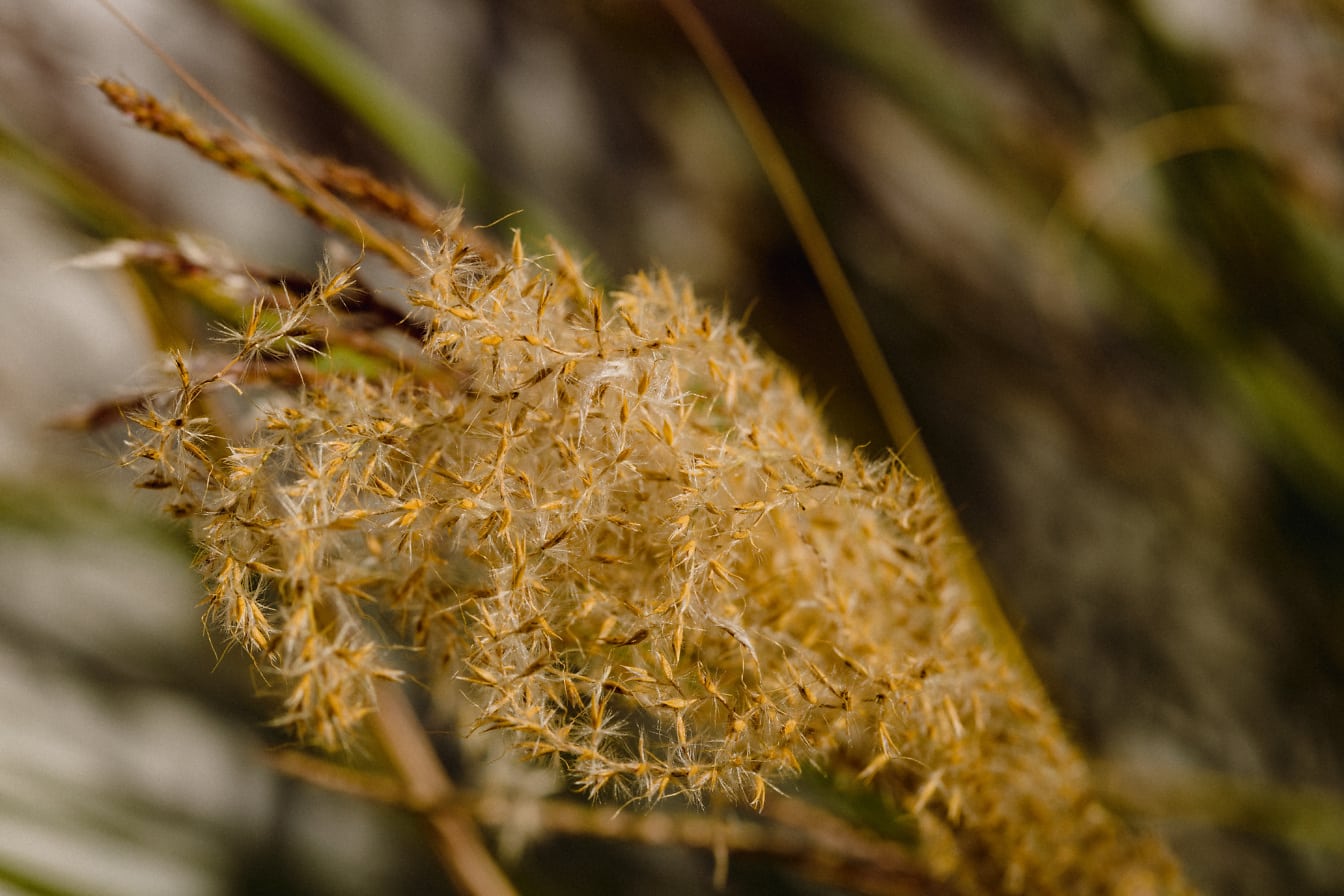 Stonka so semenami obyčajnej trstinovej trávy (Phragmites genus)