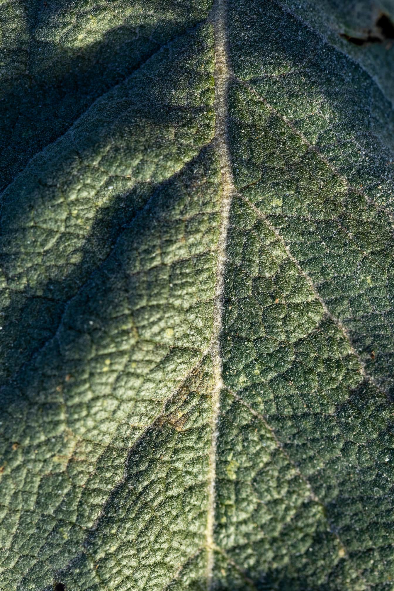 Koyu yeşil yaprağın yaprak damarlarının makro fotoğrafı