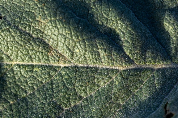 Nærbillede af strukturen af et blad med bladårer