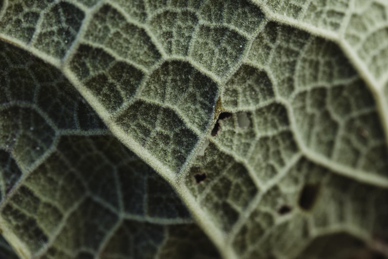 Makro tekstura żyłek zielonego liścia