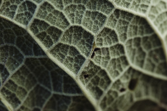 Macro texture of a veins of green leaf