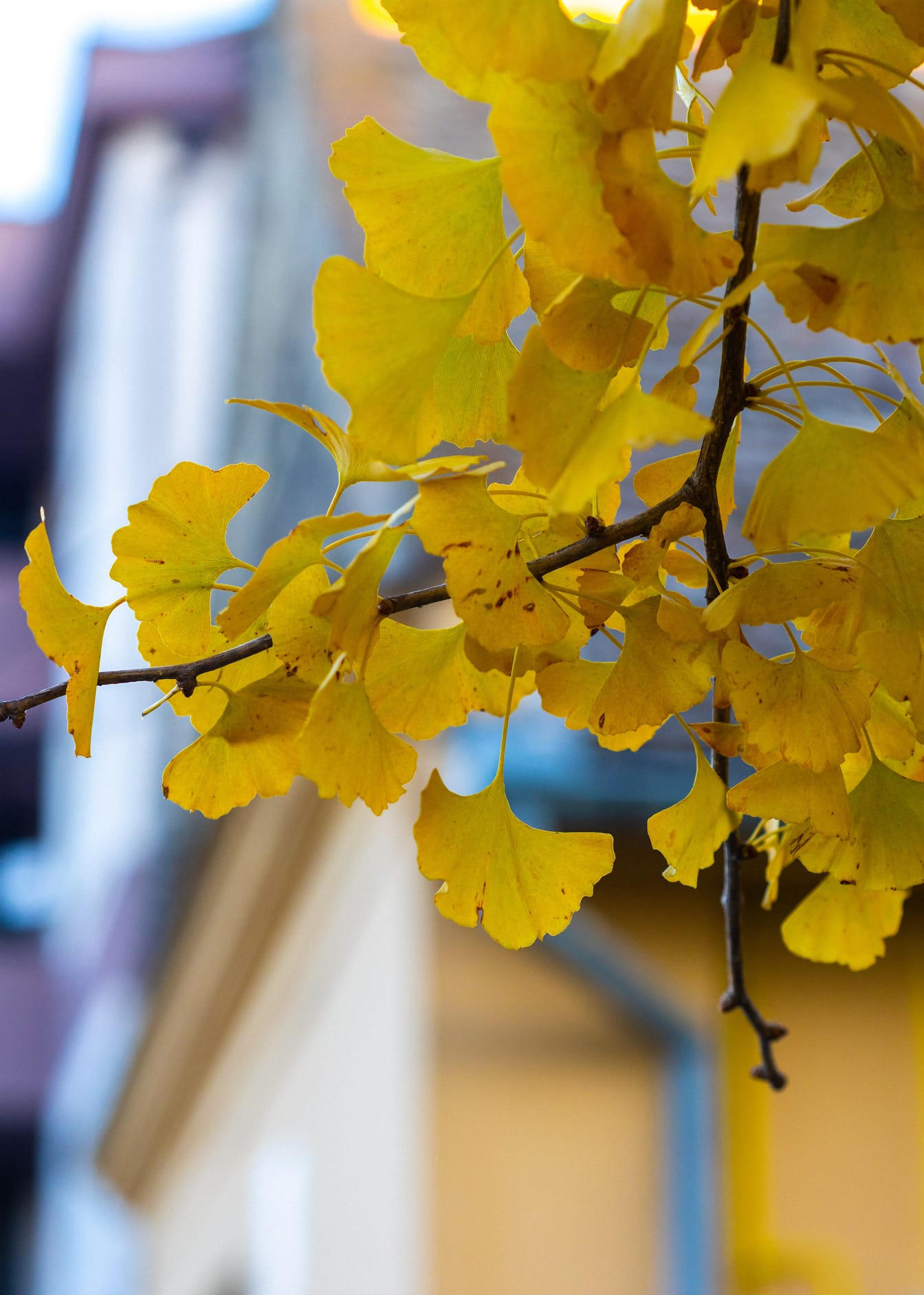 Függőleges fotó az ágról sárga levelekkel
