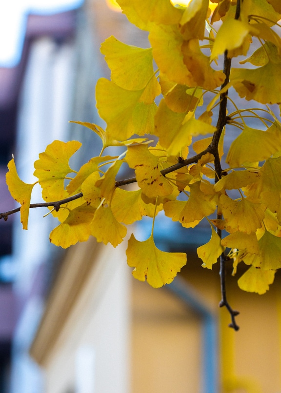 노란 잎이 있는 가지의 세로 사진