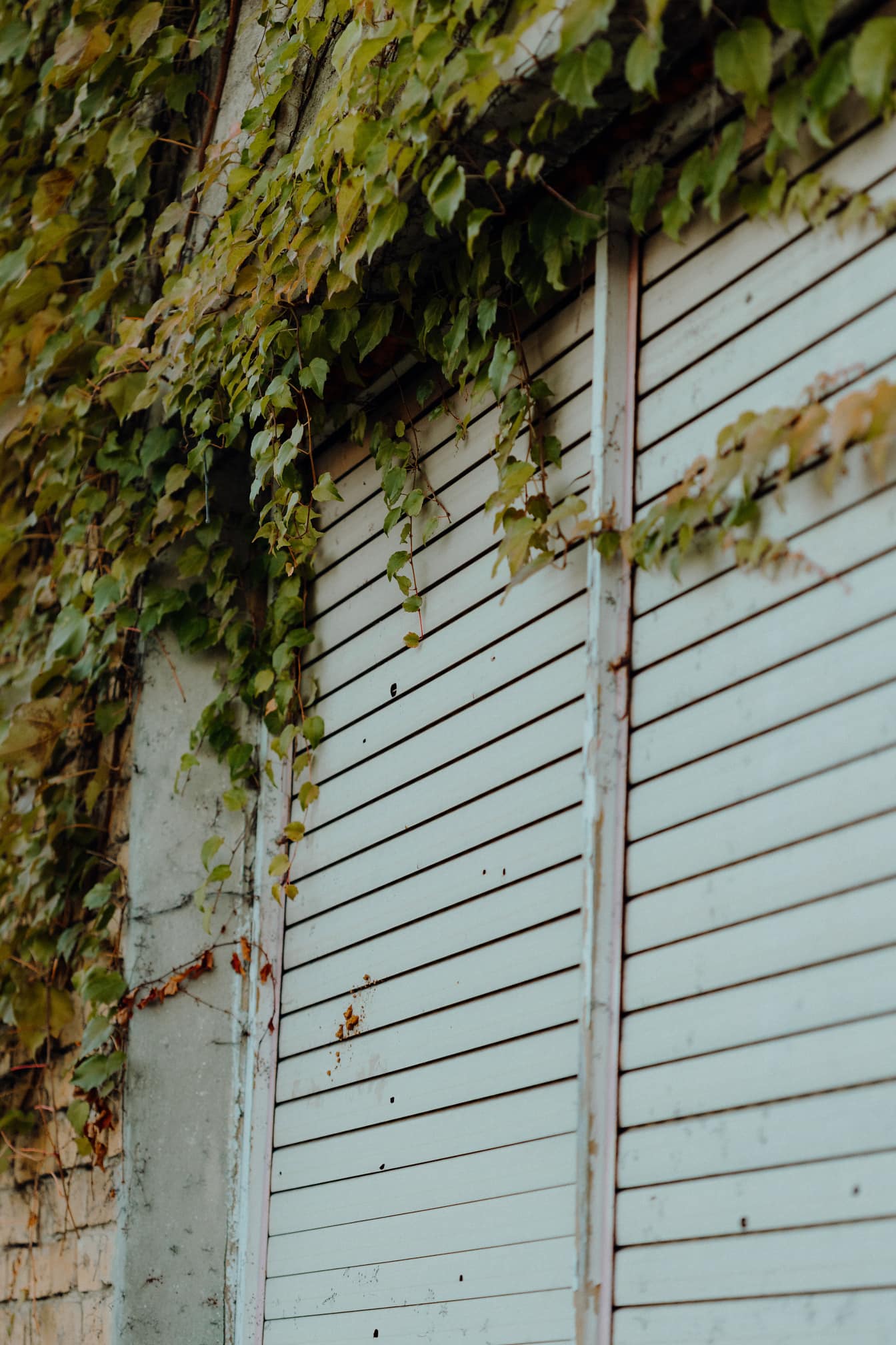 Witte houten garagedeur met klimop die erop groeit