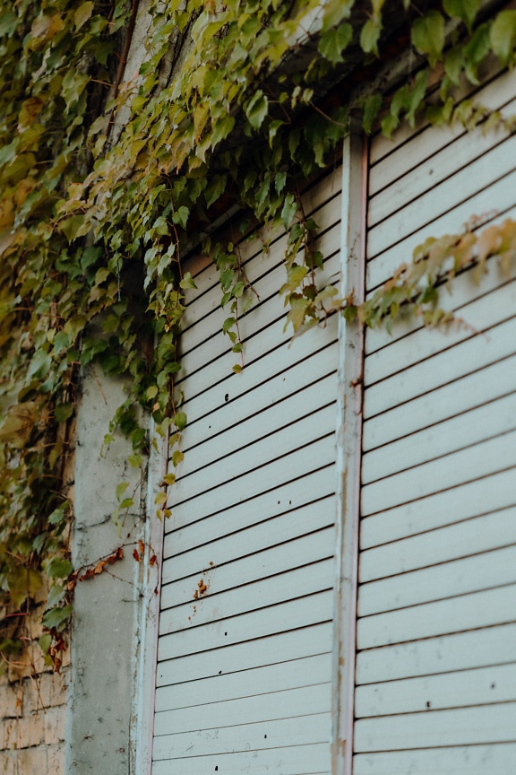 Porta del garage in legno bianco con edera che cresce su di essa