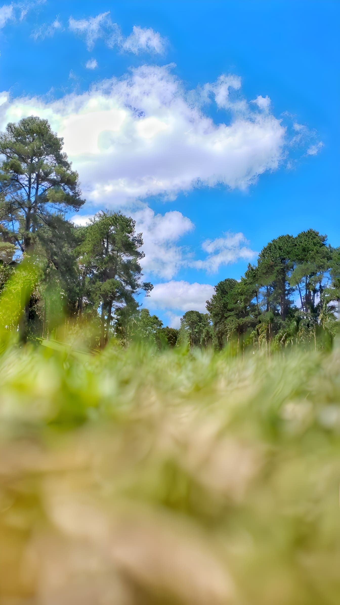Zdjęcie pod niskim kątem pola traw i drzew z błękitnym niebem nad głową
