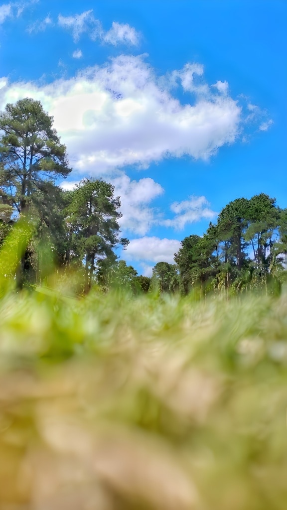 Снимка с нисък ъгъл на поле от трева и дървета със синьо небе отгоре