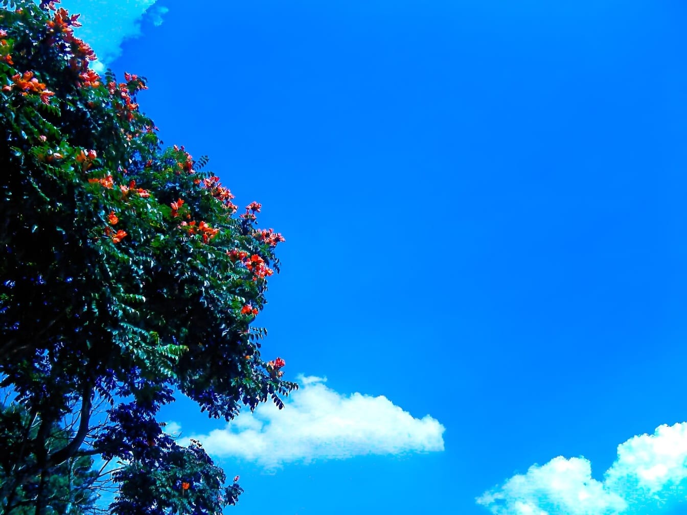 Arbore african (Spathodea campanulata) cu flori roșii și cer albastru închis