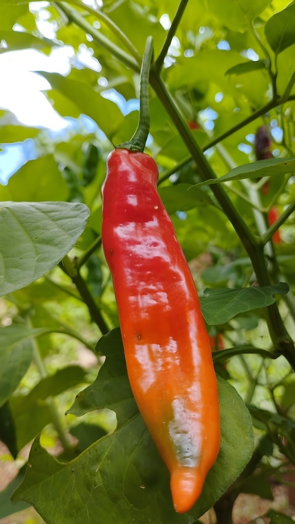 Red and orange organic chili pepper (Capsicum annuum)