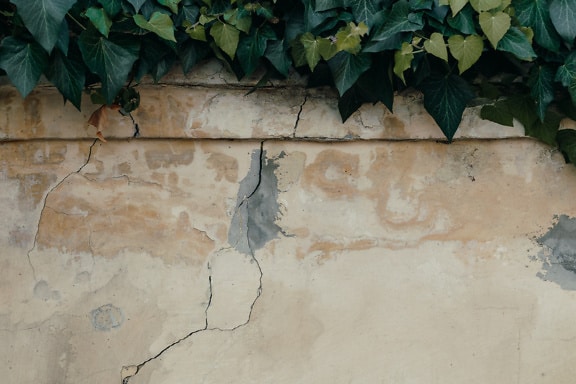 Oude gebarsten muur met klimop die erop groeit