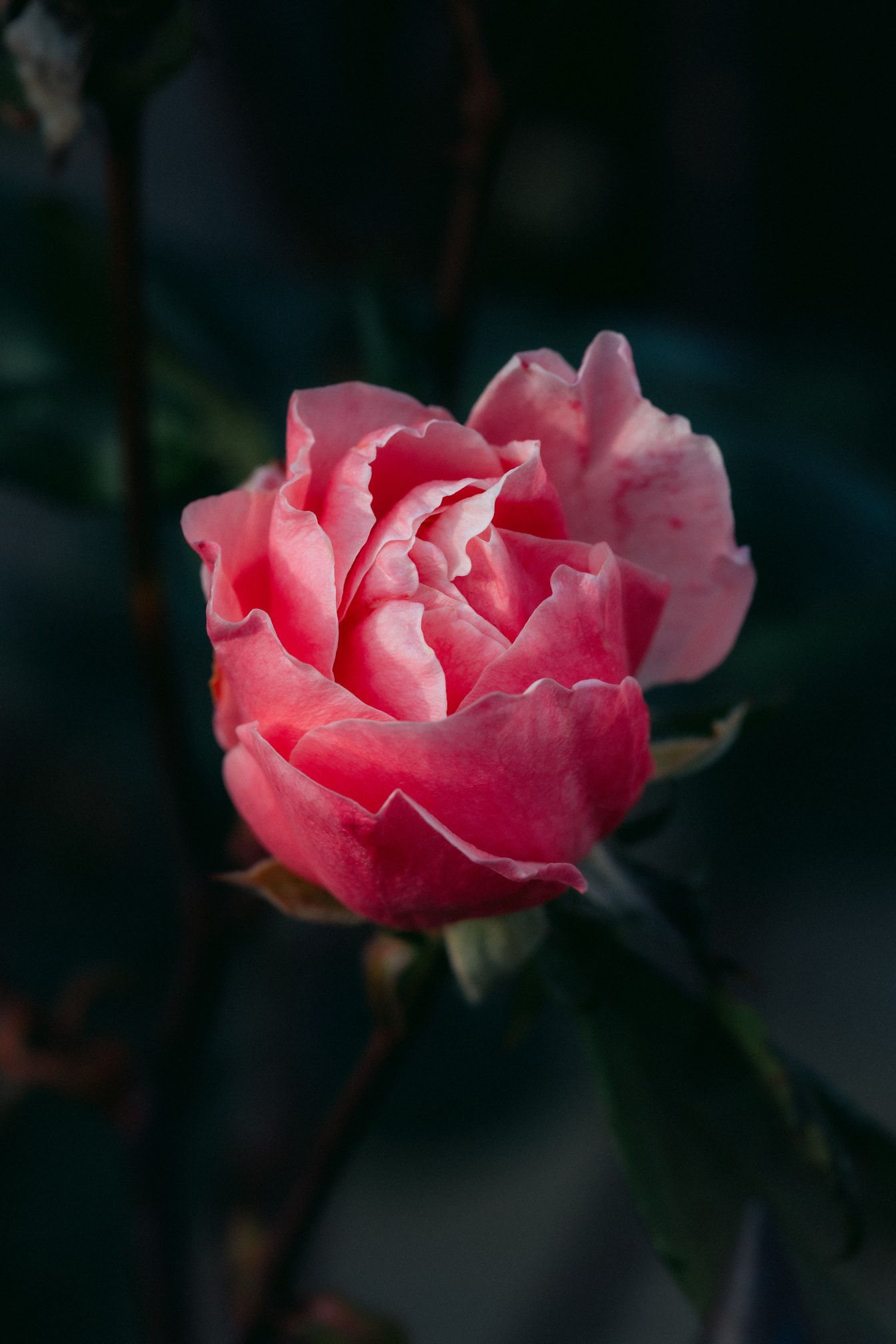 En vacker rosa rosenblomma med milda kronblad