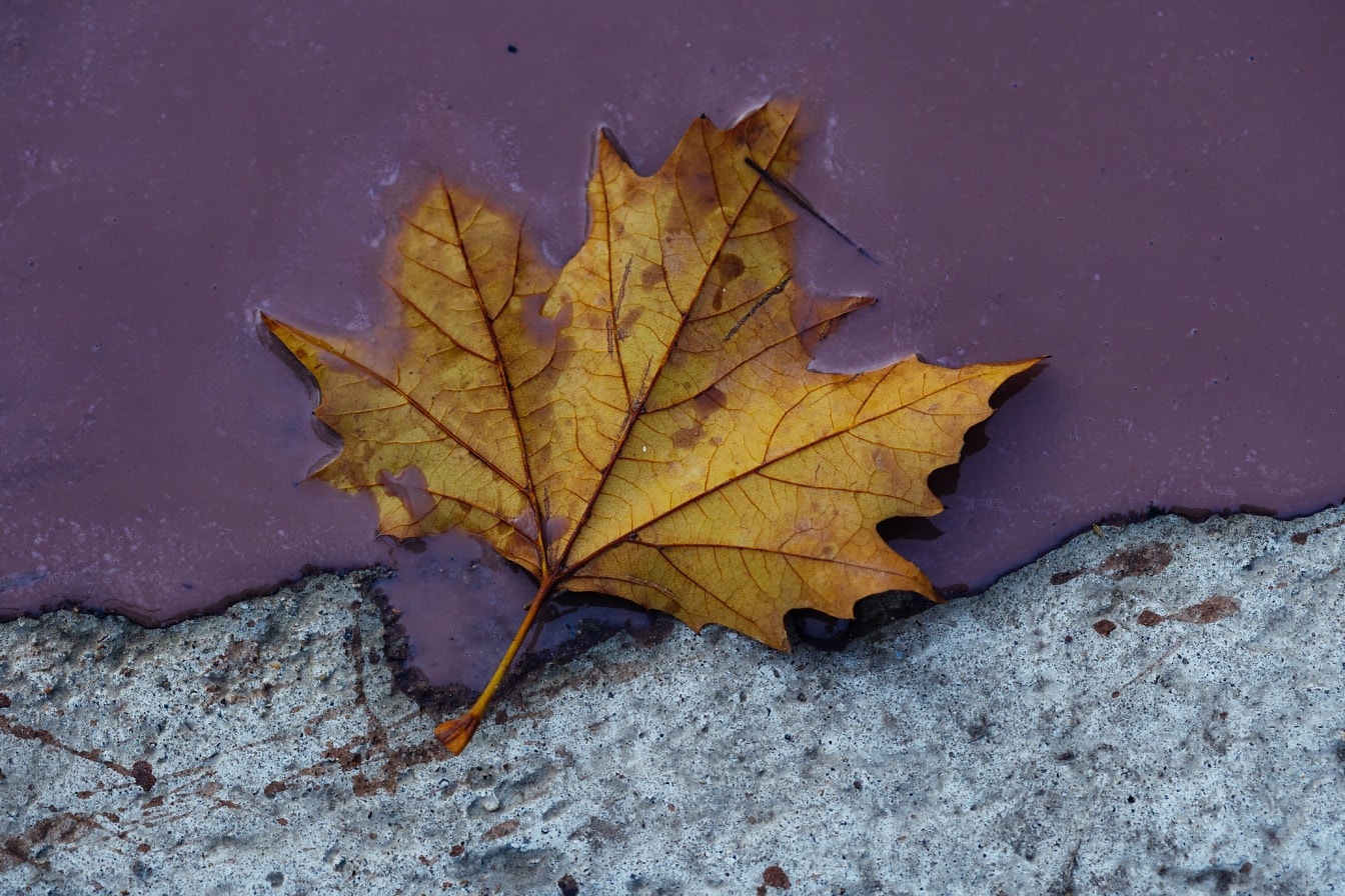 Yellow maple leaf in purplish watercolor paint on concrete