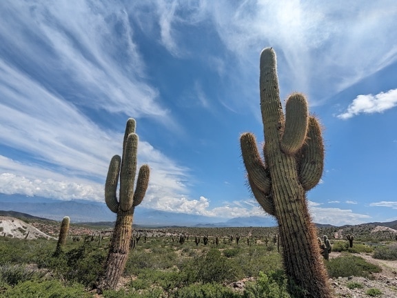 The saguaro cactuses (Carnegiea gigantea) in national park in Salta province in Argentina
