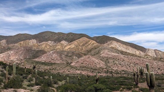 Пустинен пейзаж с кактуси и планини Сагуаро
