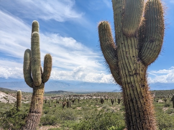 El cactus saguaro (Carnegiea gigantea) en un desierto