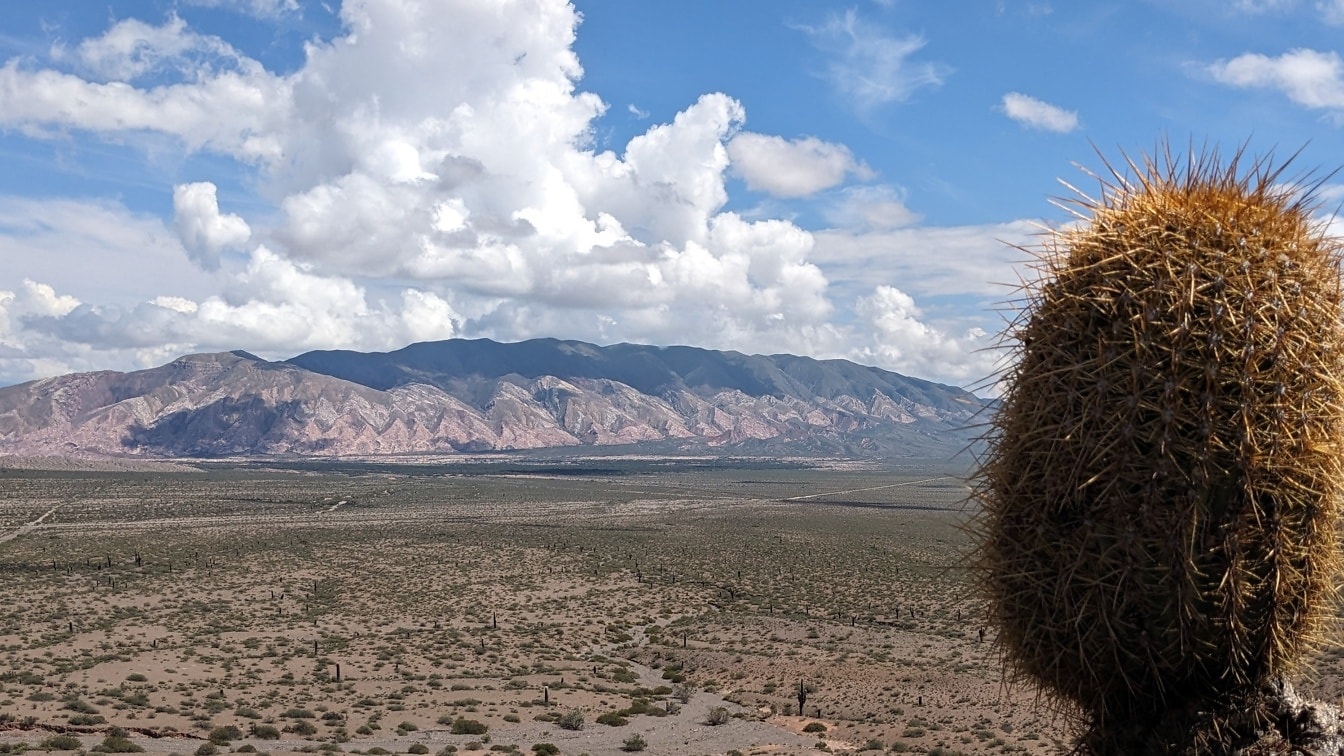 Desert landscape of los Cardones national park in Salta province in Argentina