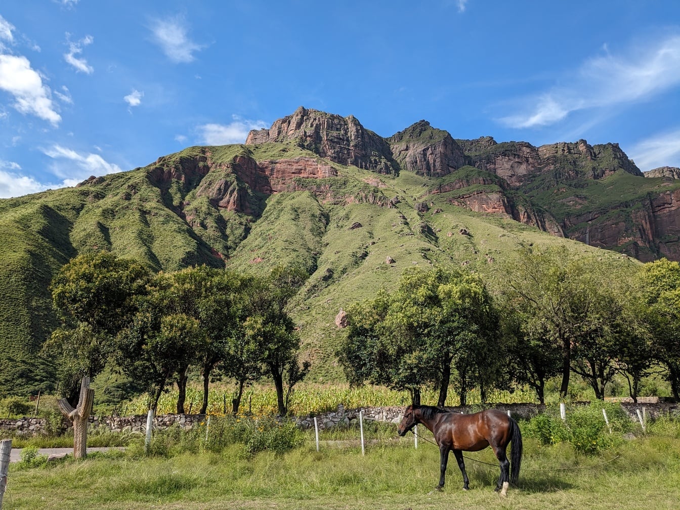 Kôň plemena Criollo stojaci na poli so stromami v sade na ranči v Argentíne