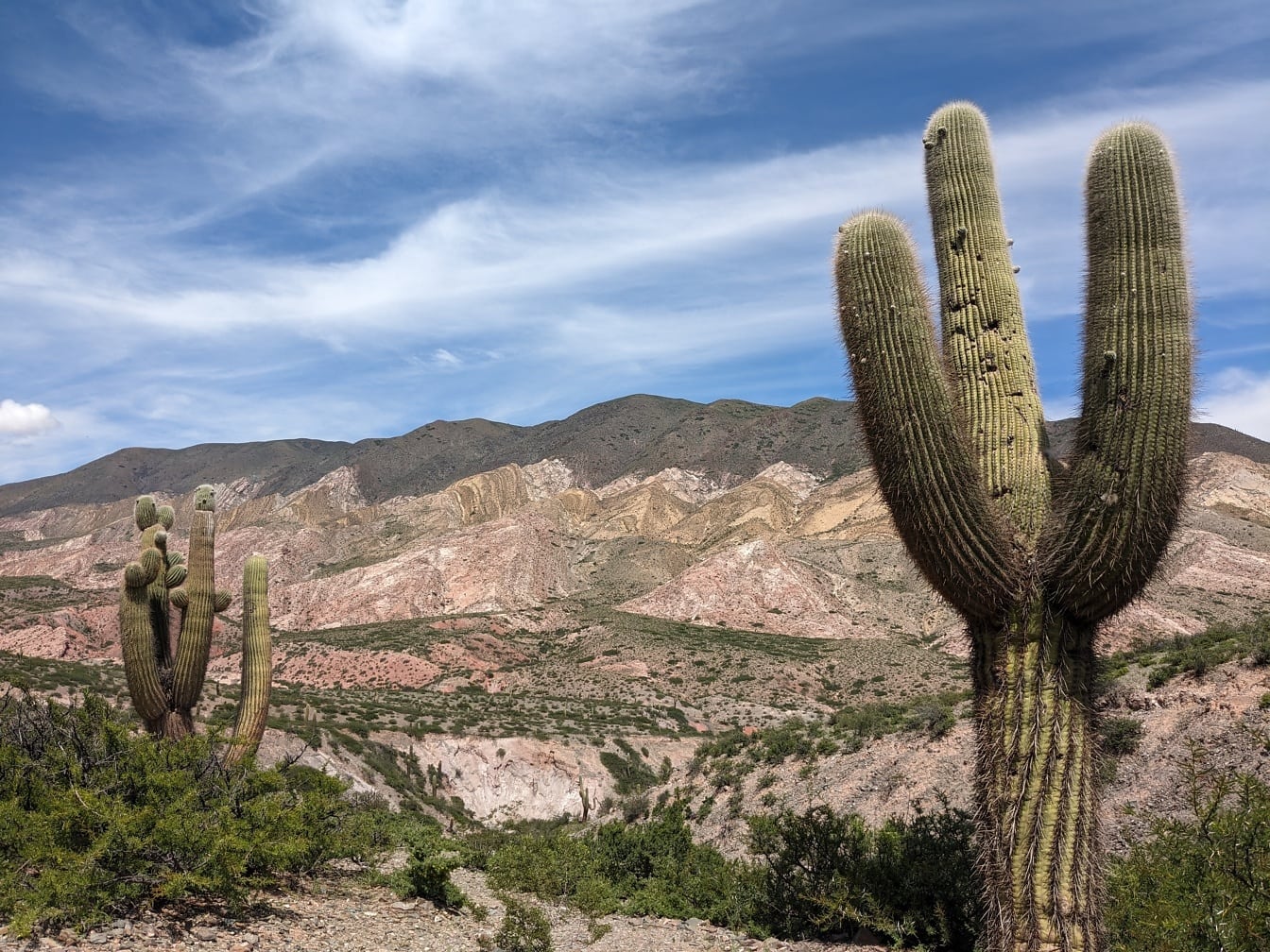 Il cactus saguaro (Carnegiea gigantea) in un habitat naturale desertico