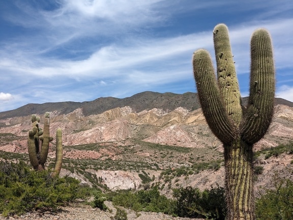 Kaktus Saguaro (Carnegiea gigantea) v púštnom prírodnom prostredí