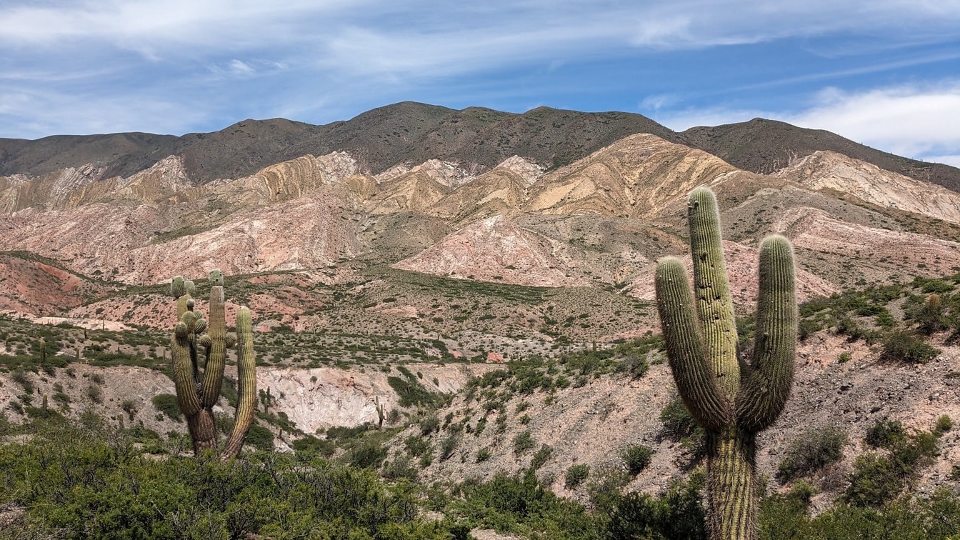 Кактусы сагуаро (Carnegiea gigantea) в пустыне Сальта на северо-западе Аргентины