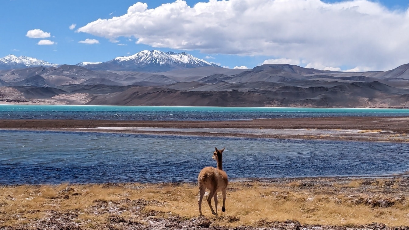 Vicuña-djuret (Vicugna vicugna), ett endemiskt sydamerikanskt kameldjur en förfader till domesticerade lama