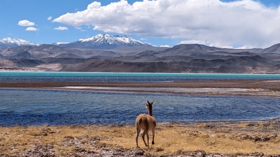 Vicuña-djuret (Vicugna vicugna), ett endemiskt sydamerikanskt kameldjur en förfader till domesticerade lama