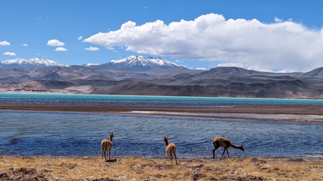 Vicuña (Lama vicugna) Atacama çölünün çöl vahasında Güney Amerika için endemik bir hayvan türüdür