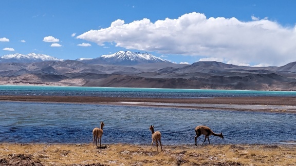 vicuña (Lama vicugna) アタカマ砂漠の砂漠のオアシスの南アメリカの固有種である