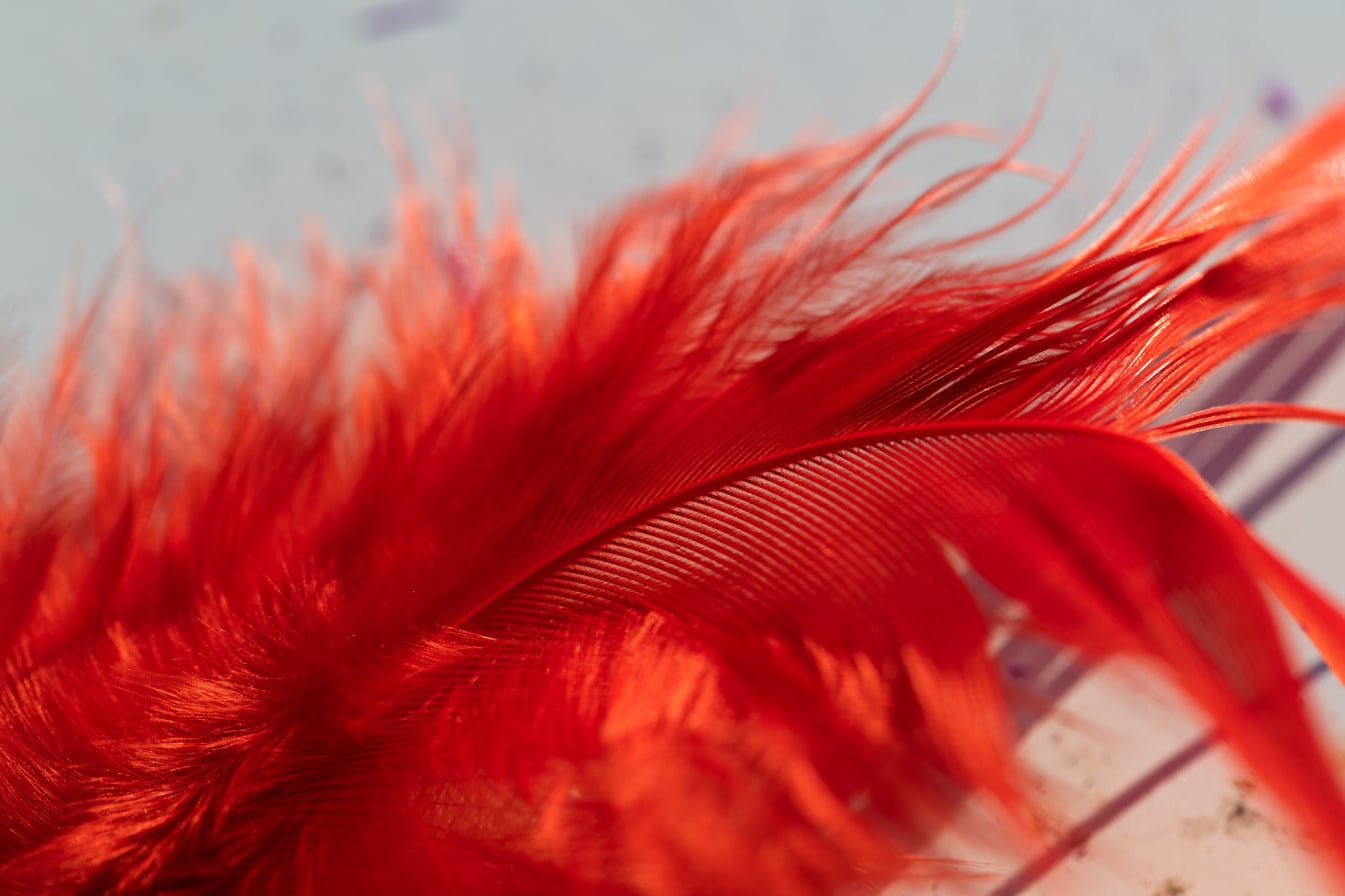 マクロな質感の濃い赤の羽根