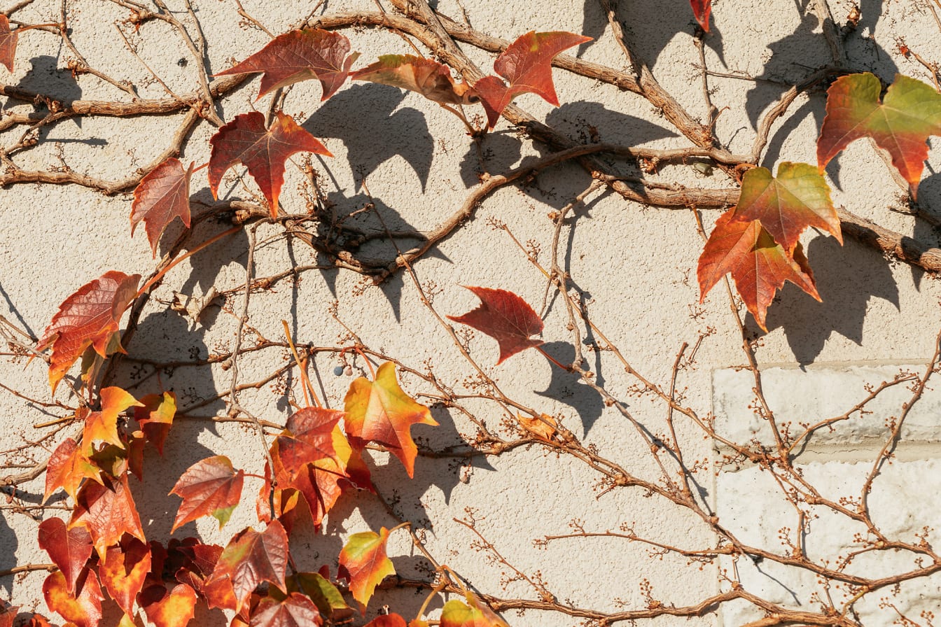Текстура оранжево-желтых листьев плюща на ветках, ползающих по цементной стене