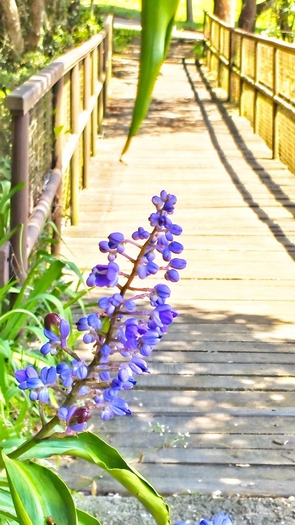 Blue ginger flower (Dichorisandra thyrsiflora) on a walkway across wooden bridge in botanical garden
