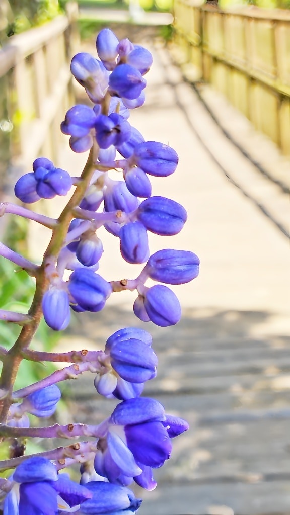 Nahaufnahme der blauen Ingwer-Wildblume (Dichorisandra thyrsiflora)