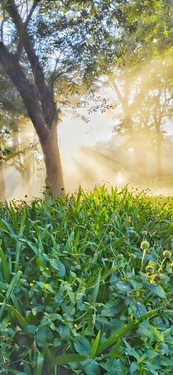 Brillantes rayos de sol a través de la copa de los árboles en un prado cubierto de hierba en primavera