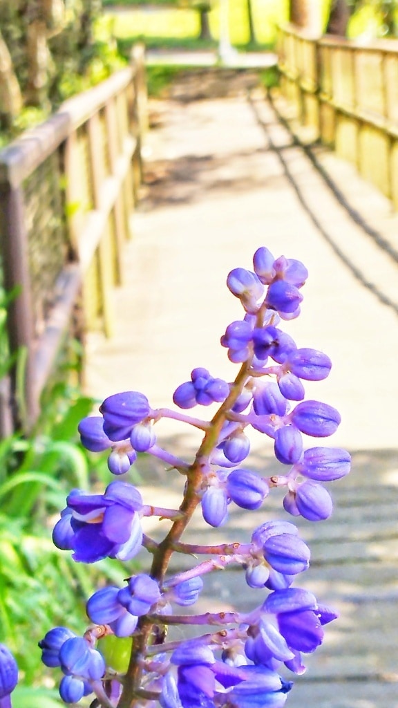 Flor de jengibre azul violáceo (Dichorisandra thyrsiflora) en jardín de flores