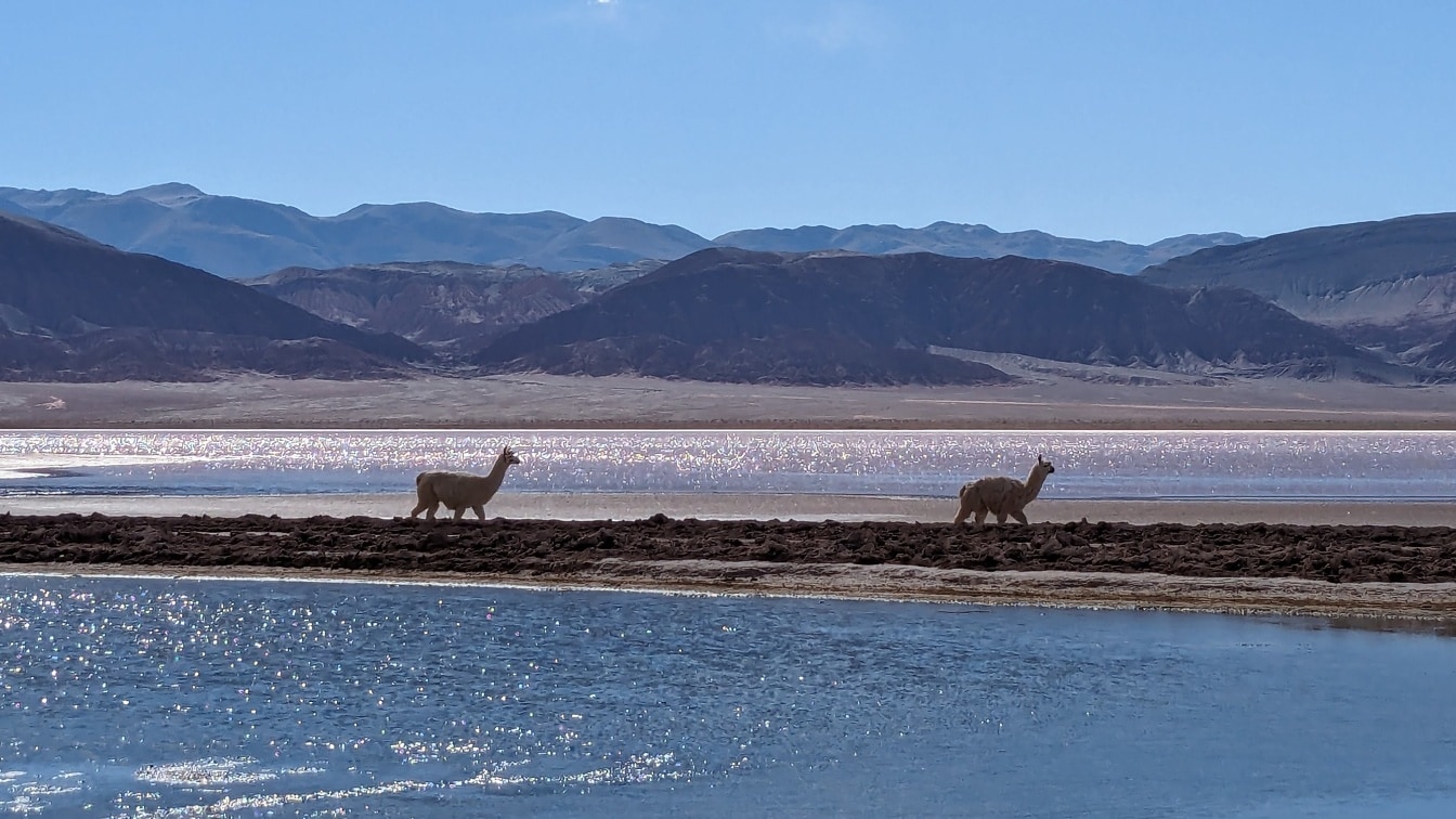 骆驼沿着海滩行走，背景是水和山