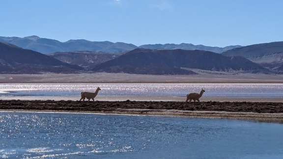 Lamas marchant le long d’une plage avec de l’eau et des montagnes en arrière-plan