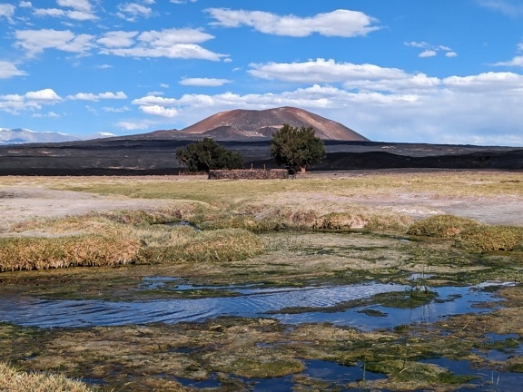 Marshland on plateau in Catamarca desert in Argentina