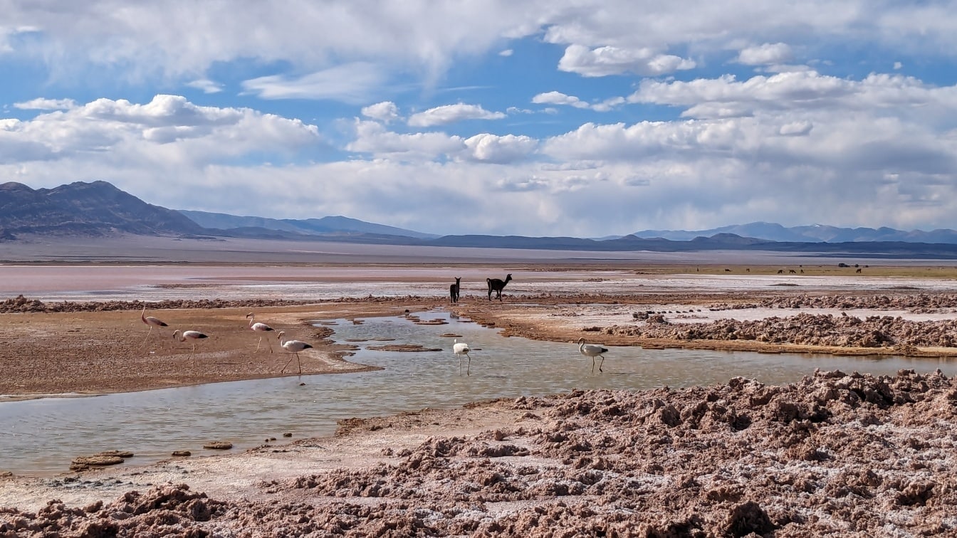 Flock av de andinska flamingorna (Phoenicoparrus andinus) och vicuña (Lama vicugna) i en lerig oas i Atacamaöknen